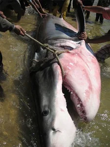 Giant River Monsters Caught by Vietnamese Fishermen: Incredible Mekong River Discoveries - image 7