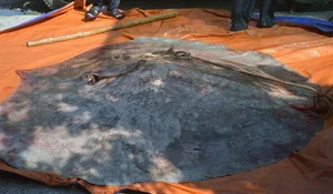 Giant River Monsters Caught by Vietnamese Fishermen: Incredible Mekong River Discoveries - image 9