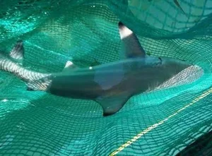 Giant River Monsters Caught by Vietnamese Fishermen: Incredible Mekong River Discoveries - image 3