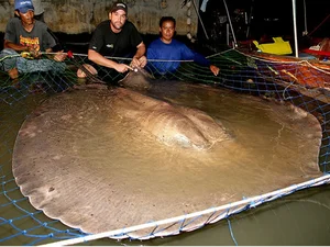 Giant River Monsters Caught by Vietnamese Fishermen: Incredible Mekong River Discoveries - image 5