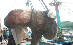 Giant River Monsters Caught by Vietnamese Fishermen: Incredible Mekong River Discoveries - image 2