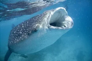 Giant River Monsters Caught by Vietnamese Fishermen: Incredible Mekong River Discoveries - image 8