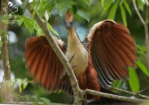The Rare Bird with Claws on Its Wings: A Predator of the Amazon Rainforest - image 2
