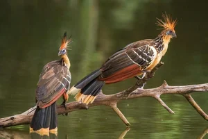The Rare Bird with Claws on Its Wings: A Predator of the Amazon Rainforest - image 3