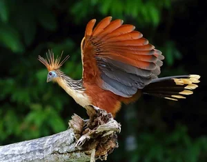 The Rare Bird with Claws on Its Wings: A Predator of the Amazon Rainforest - image 5