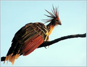 The Rare Bird with Claws on Its Wings: A Predator of the Amazon Rainforest - image 7