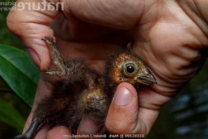 The Rare Bird with Claws on Its Wings: A Predator of the Amazon Rainforest - image 0