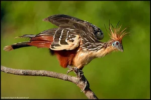 The Rare Bird with Claws on Its Wings: A Predator of the Amazon Rainforest - image 1