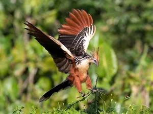 The Rare Bird with Claws on Its Wings: A Predator of the Amazon Rainforest - image 6
