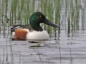 Discovering the Elusive Northern Shoveler Duck in Vietnamese Wetlands - image 4