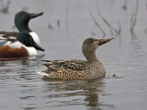 Discovering the Elusive Northern Shoveler Duck in Vietnamese Wetlands - image 6