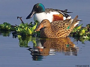 Discovering the Elusive Northern Shoveler Duck in Vietnamese Wetlands - image 7