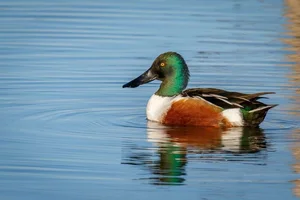 Discovering the Elusive Northern Shoveler Duck in Vietnamese Wetlands - image 3