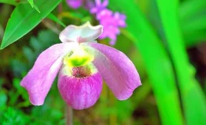 Rare and Priceless Orchid Species Found Exclusively in Vietnam's Wilds - image 9