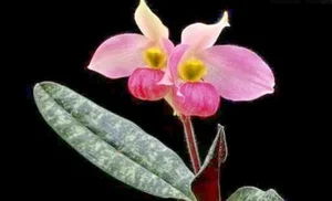 Rare and Priceless Orchid Species Found Exclusively in Vietnam's Wilds - image 3