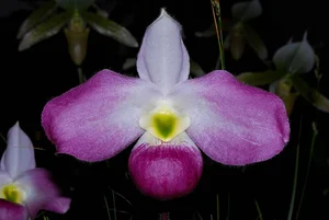 Rare and Priceless Orchid Species Found Exclusively in Vietnam's Wilds - image 1