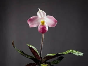 Rare and Priceless Orchid Species Found Exclusively in Vietnam's Wilds - image 6