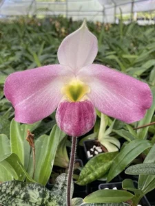 Rare and Priceless Orchid Species Found Exclusively in Vietnam's Wilds - image 0