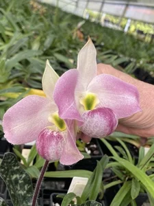 Rare and Priceless Orchid Species Found Exclusively in Vietnam's Wilds - image 2