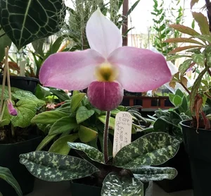 Rare and Priceless Orchid Species Found Exclusively in Vietnam's Wilds - image 5