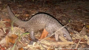 New Animal Species Discovered in Binh Thuan: Five Extremely Rare Findings - image 3