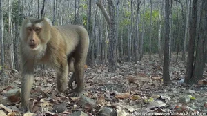 New Animal Species Discovered in Binh Thuan: Five Extremely Rare Findings - image 5