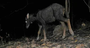 New Animal Species Discovered in Binh Thuan: Five Extremely Rare Findings - image 2