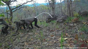 New Animal Species Discovered in Binh Thuan: Five Extremely Rare Findings - image 7