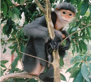 New Animal Species Discovered in Binh Thuan: Five Extremely Rare Findings - image 6