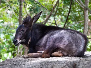New Animal Species Discovered in Binh Thuan: Five Extremely Rare Findings - image 1