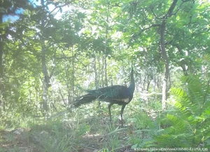 New Animal Species Discovered in Binh Thuan: Five Extremely Rare Findings - image 4