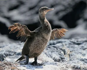 Top 10 Unique and Endemic Animals of the Galapagos Islands - image 7