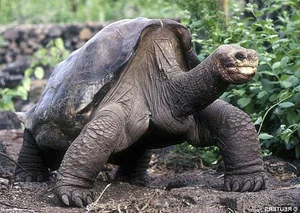 Top 10 Unique and Endemic Animals of the Galapagos Islands - image 4