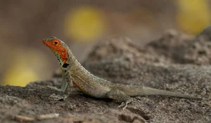 Top 10 Unique and Endemic Animals of the Galapagos Islands - image 8