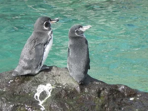 Top 10 Unique and Endemic Animals of the Galapagos Islands - image 3