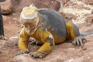 Top 10 Unique and Endemic Animals of the Galapagos Islands - image 6