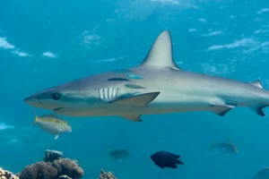 Top 10 Unique and Endemic Animals of the Galapagos Islands - image 0
