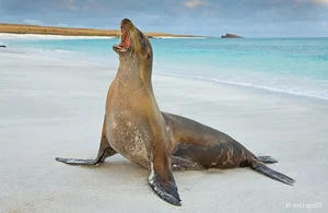 Top 10 Unique and Endemic Animals of the Galapagos Islands - image 9