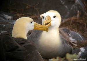 Top 10 Unique and Endemic Animals of the Galapagos Islands - image 2