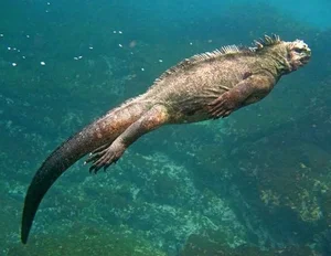 Top 10 Unique and Endemic Animals of the Galapagos Islands - image 1