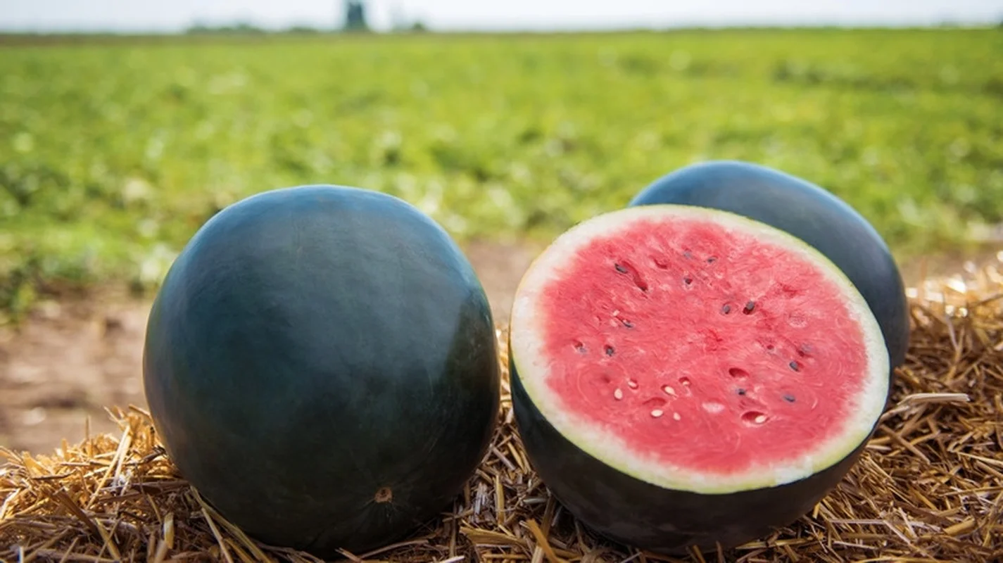 The Secrets Behind Japan's Luxury Densuke Watermelon Worth Thousands