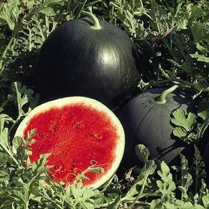 The Secrets Behind Japan's Luxury Densuke Watermelon Worth Thousands - image 4