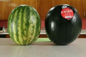 The Secrets Behind Japan's Luxury Densuke Watermelon Worth Thousands - image 5
