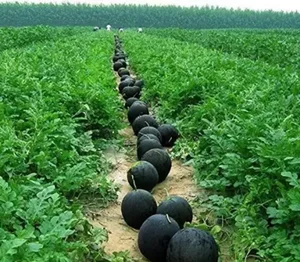 The Secrets Behind Japan's Luxury Densuke Watermelon Worth Thousands - image 6