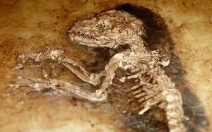 Incredible Discovery: Unveiling an 18-Million-Year-Old Primate Fossil and Its Evolutionary Secrets - image 1