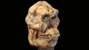 Incredible Discovery: Unveiling an 18-Million-Year-Old Primate Fossil and Its Evolutionary Secrets - image 3
