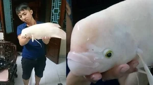 Bizarre and Terrifying Creatures Discovered in Vietnam's Wilds - image 1