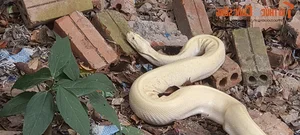 Bizarre and Terrifying Creatures Discovered in Vietnam's Wilds - image 3