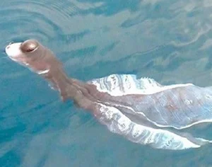 Bizarre and Terrifying Creatures Discovered in Vietnam's Wilds - image 4