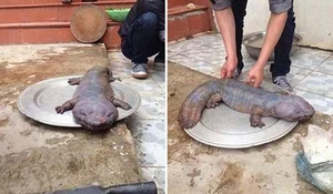 Bizarre and Terrifying Creatures Discovered in Vietnam's Wilds - image 2
